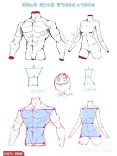 an image of how to draw male torsos