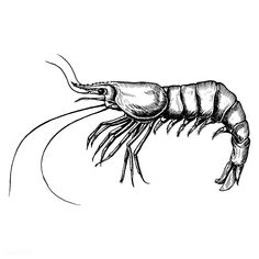 an illustration of a shrimp with long legs and large, black tentacles on it's body