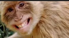 a monkey with its mouth open and it's teeth wide open while standing next to some leaves