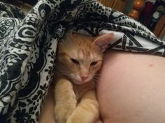 an orange and white cat laying on top of a person's stomach under a blanket