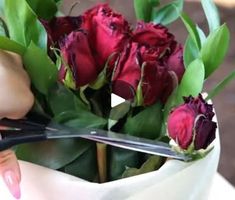 Fruit Crisp Recipe, Backyard Birds Sanctuary, Rose Plant Care, Plant Hacks, Inside Plants, Lawn And Landscape, Des Roses, Growing Roses