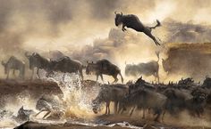 a large herd of animals are running through the water with dust coming off their backs