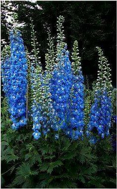 blue flowers are growing in the garden