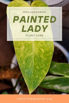 a plant with the words painted lady on it and an image of a green leaf