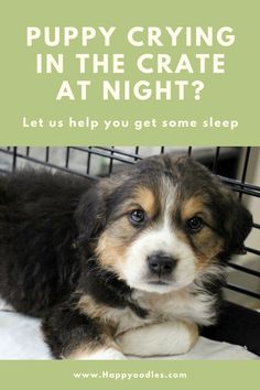 Sleep Training Puppy, Tips For Getting A Puppy, Getting A New Puppy Tips, Create Training Puppies, What To Get For A New Puppy, Puppy Kennel Training, Things For A Puppy, Puppy First Night Home, Bernedoodle Puppy Training