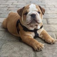 a small brown and white dog laying on top of a brick floor next to a black leash