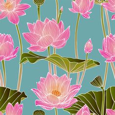 pink lotus flowers and green leaves on a blue background