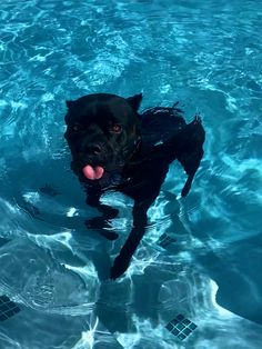 a black dog swimming in a pool with his tongue out