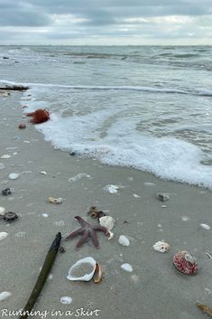 starfish and seashells on the beach with waves coming in