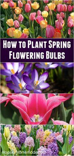 four different types of flowers with the words how to plant spring flowering bulbs