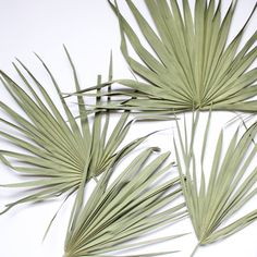 three green palm leaves on a white surface