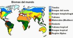 Los biomas constituyen un primer nivel de estudio en el ambiente y determinan la distribución biológica de los ecosistemas, es decir, establecen parámetros que permiten definir y ubicar a las especies según las características del clima que determinan al bioma Amor Anime, Bullet Journal Doodles, Journal Doodles, Doodles, Map, Comics