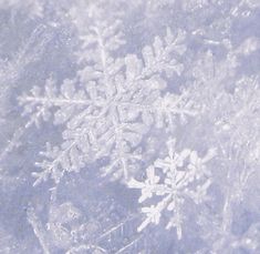 snow flakes are seen on the surface of this photo, as if they were frosting