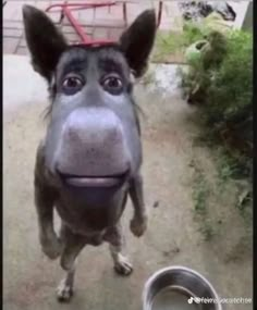 a close up of a horse with a metal bowl in front of it's face