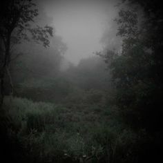 a foggy forest filled with lots of trees and grass in the middle of it