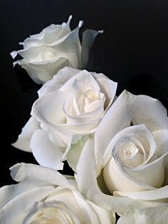 three white roses are sitting on a black surface