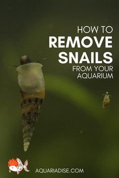 a close up of a insect on a plant with the words how to remove snails from your aquarium