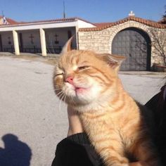 an orange and white cat is being held in someone's arms by another person