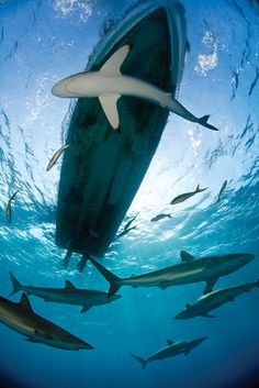 a large group of sharks swimming in the ocean