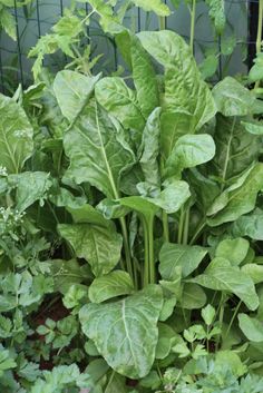 some green plants are growing in the garden