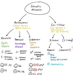 Modes of Inheritances   - Autosomal dominant inheritance - Autosomal recessive inheritance - X-linked and Y-linked inheritance  Can you name a genetic disease for each category?   Follow @discovergenetics to learn more about genetics!   Source: @symbio_science Genetic Diseases, Science Facts, Genetic, Disease, To Learn