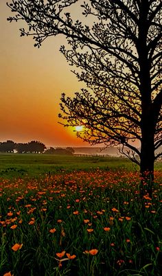 the sun is setting behind a tree in a field with wildflowers and grass