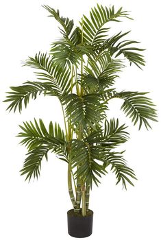 a large green plant in a black pot