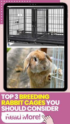 a rabbit in a cage with the words top 3 breeding rabbit cages you should consider