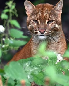 a close up of a cat near some plants