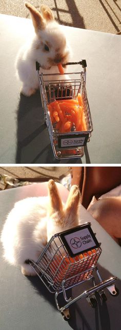 a small white rabbit sitting in a shopping cart with carrots in it's basket