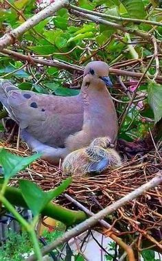 two birds sitting on top of a nest in the middle of some leaves and branches