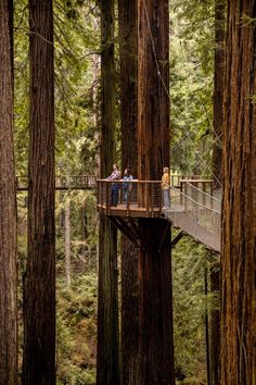 people are standing on a suspended bridge in the middle of a grove of redwood trees