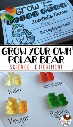 some gummy bears are sitting on top of a white plate with the words grow your own polar bear science experiment