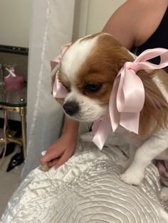 a small brown and white dog with a pink bow on it's head sitting on a bed