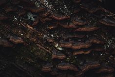 the bark of a tree with moss growing on it