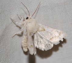 a white moth sitting on top of a piece of cloth