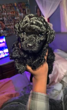 a person holding a black dog up to the camera