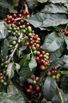 coffee beans on the tree ready to be picked from it's bushberys