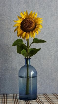 a sunflower in a blue vase on a table