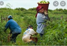 two people picking fruit from a bush in a field, one holding a bucket on her head