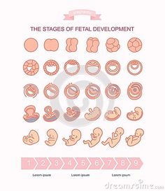 the stages of fel development in babies and infants royalty illustration on white background