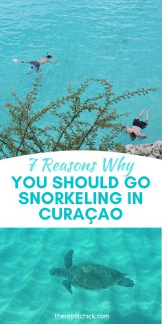 people swimming in the water with text overlay that reads 5 reasons why you should go snorkeling in curacao