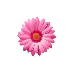 a pink flower on a white background