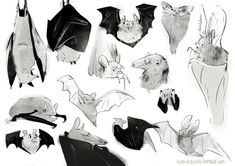 several bats are shown in black and white, including one with an upside down wing