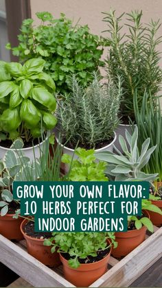 several potted plants with the words grow your own flavor 10 herbs perfect for indoor gardens