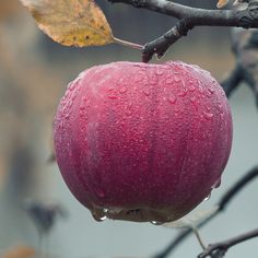 an apple hanging from a tree with water droplets on it