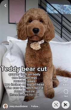 a brown dog sitting on top of a bed next to a white pillow with the caption teddy bear cut