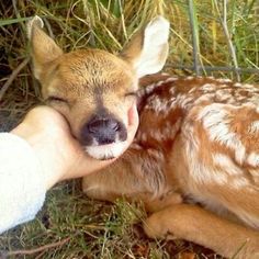 a baby deer is being fed by someone's hand