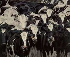 a herd of black and white cows standing next to each other