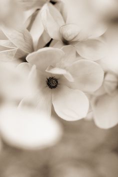 black and white photograph of flowers in sepia tone with soft focus to the center